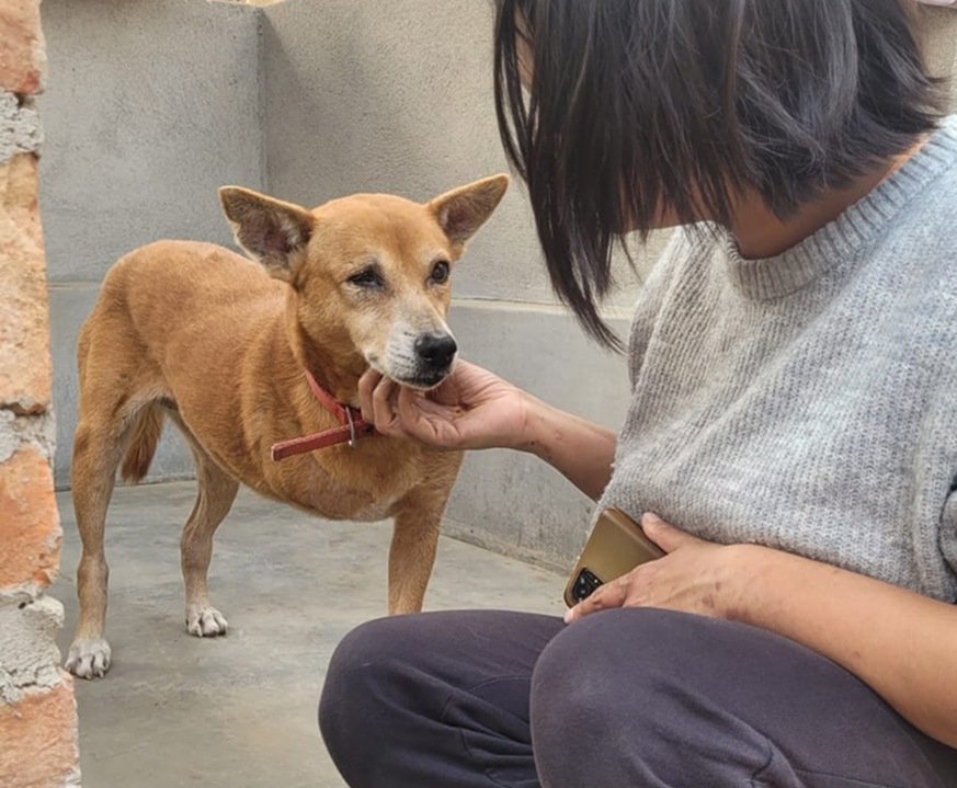 Shelter Construction Support